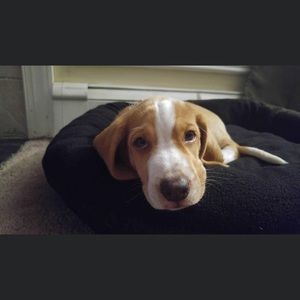 Meet your Posher, Rylee